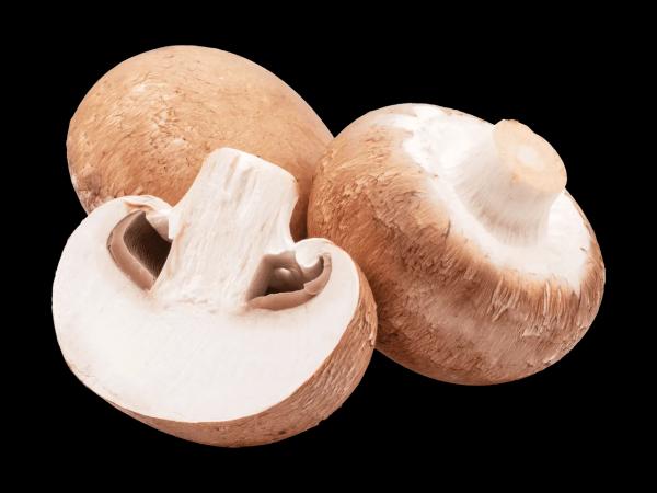 Bio Champignons braun aus Tirol