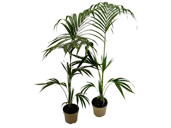 Kentia