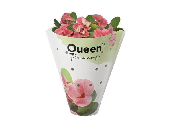 Stor Euphorbia Tiara