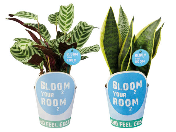 Bloom your room Grünpflanze