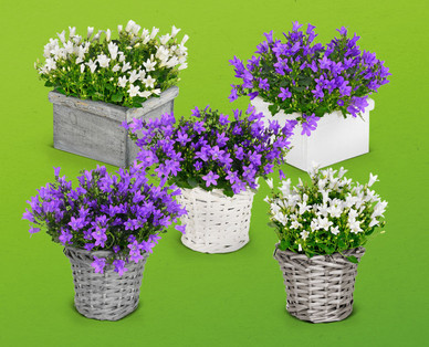 Glockenblume