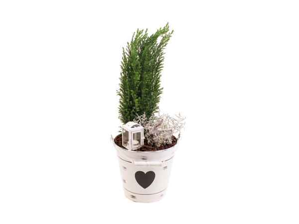 Sammenplantning i zinkspand