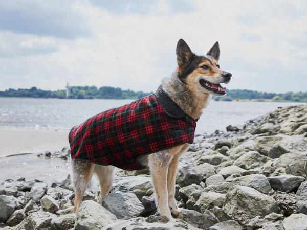 Dog Coat or Dog Jumper