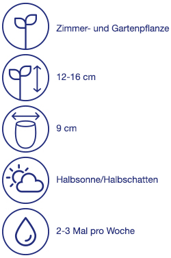 Primeln, 4 St.