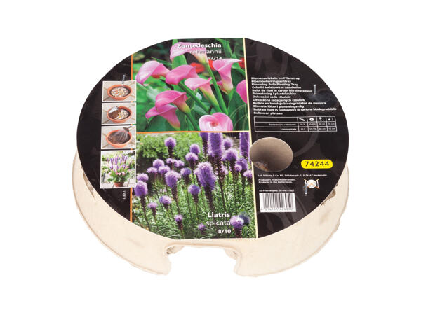 Autumn Flowers Bulbs