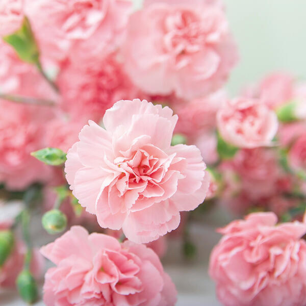 Topfnelke "Dianthus"