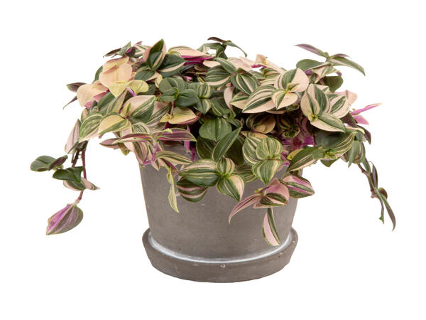 Grøn plante i betonkeramik