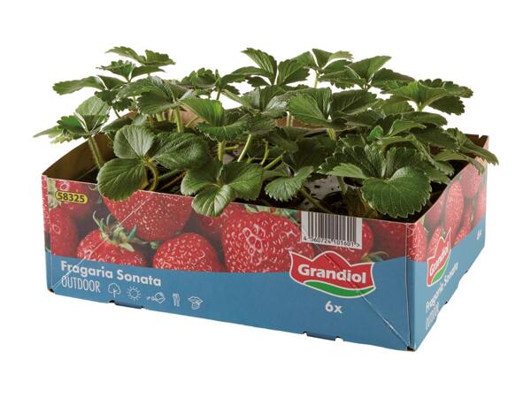 Jordbærplanter