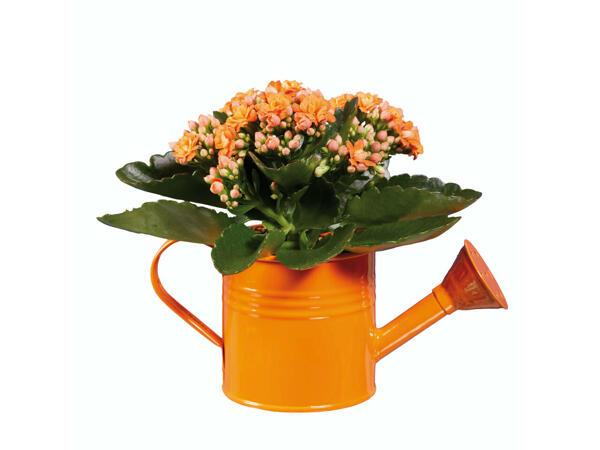 Mini-kalanchoé dans un arrosoir