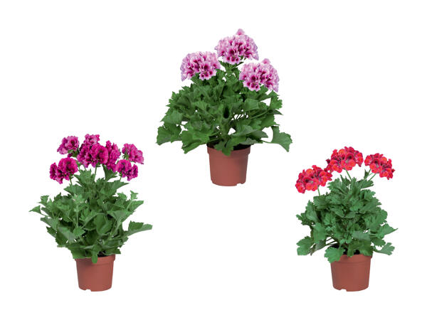Pelargonium grandiflorum