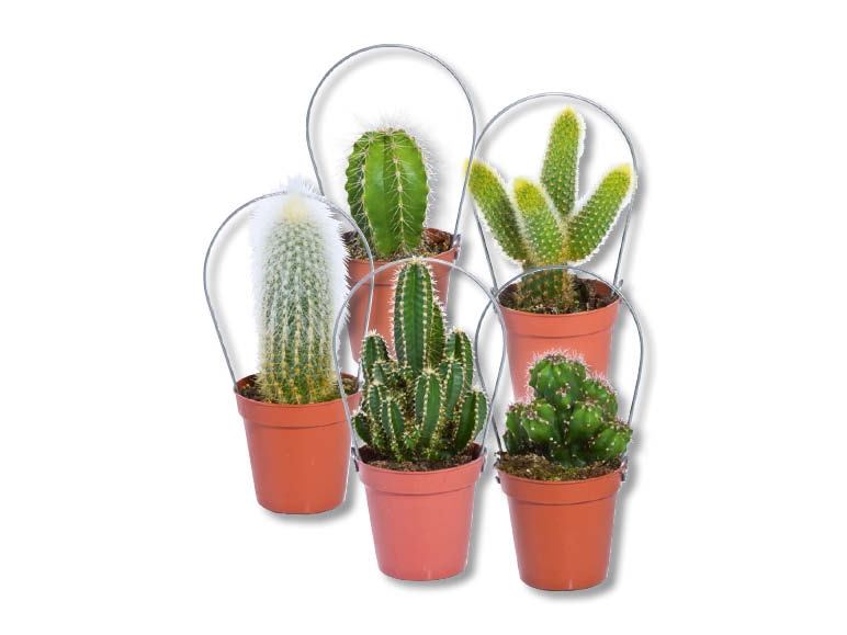 Assortiment de mini-cactus, dès 31.8.