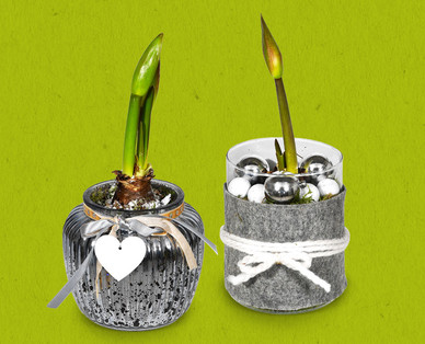 Amaryllis/Hyazinthe