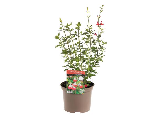 Salvia Hot Lips