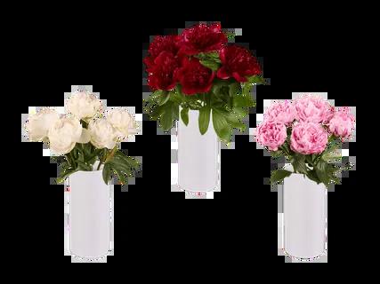 Peonia