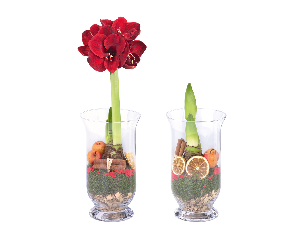 AMARYLLIS I GLASVAS