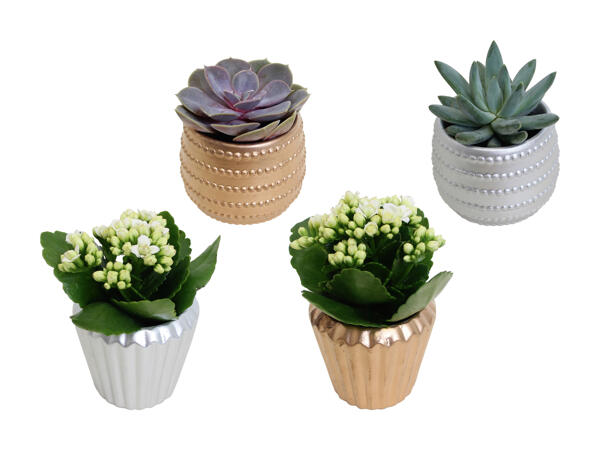 Kalanchoe und Sukkulenten in Keramik