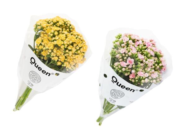 Kalanchoe buket