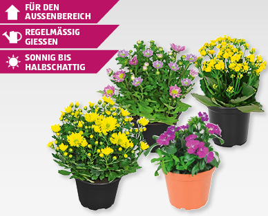 Saisonflor Frühlingserwachen