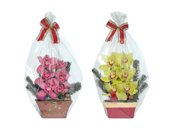 Orchidées de Noël 6 fleurs