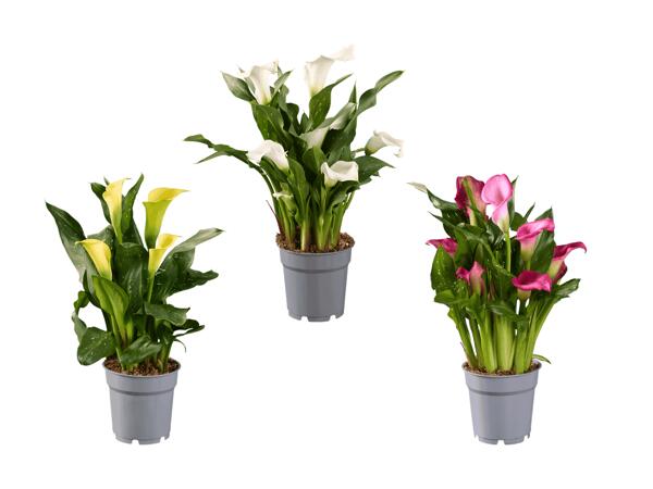 Calla