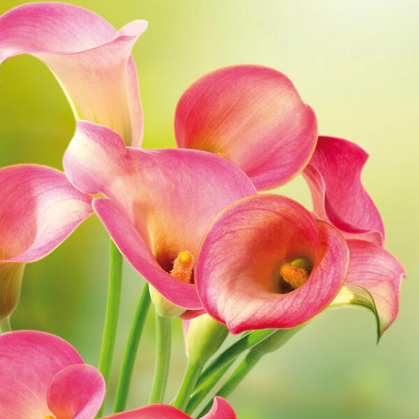 Calla "Zantedeschia"