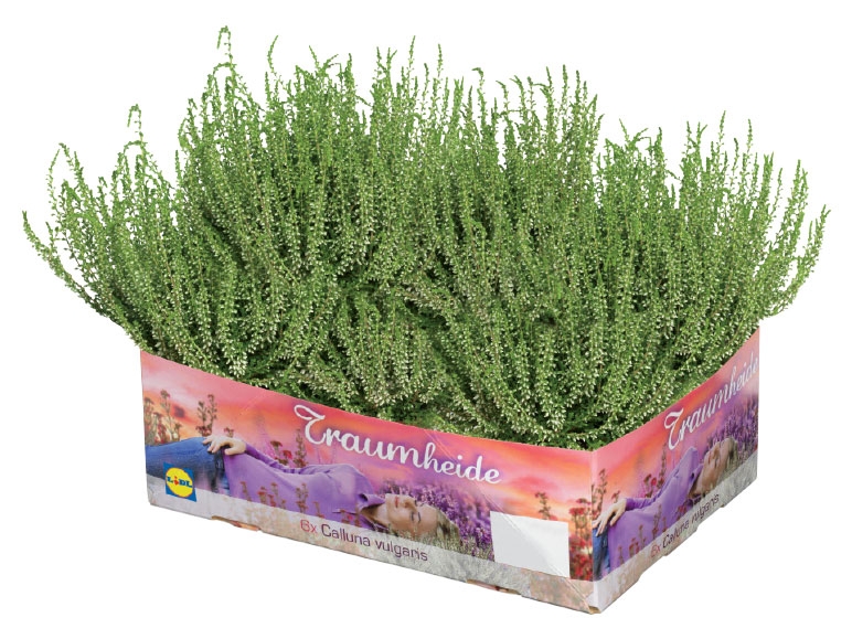 Autumn Heather