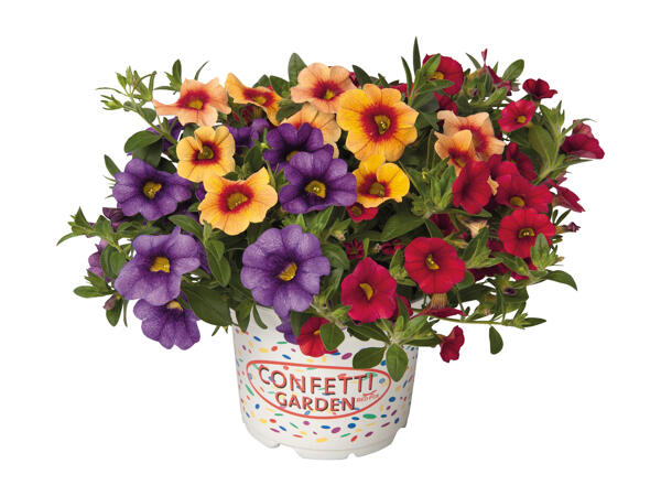 Confetti Garden Plants