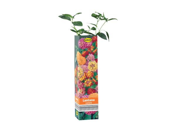 Summer Plant Selection