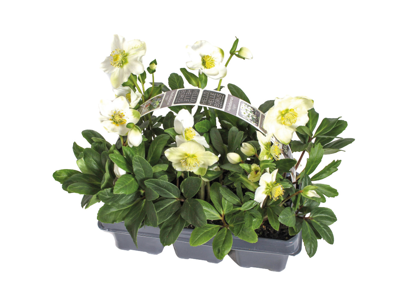 Christmas Rose1
