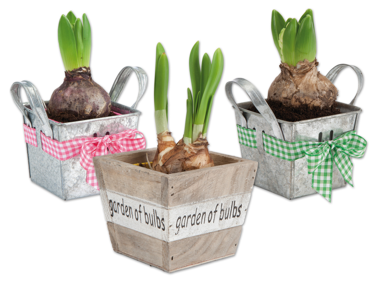 Blumenzwiebel im Zink- oder Holztopf