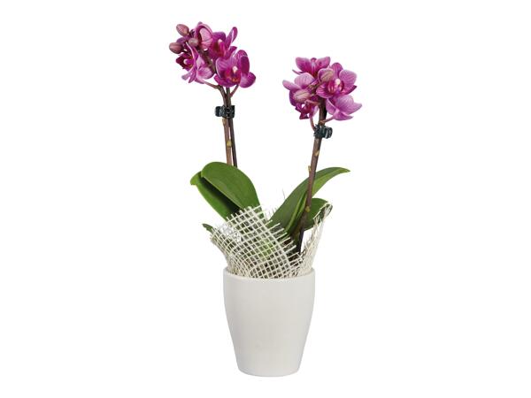 Mini Exotic Plants
