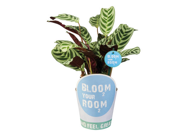 Green Plants 'Bloom your Room'