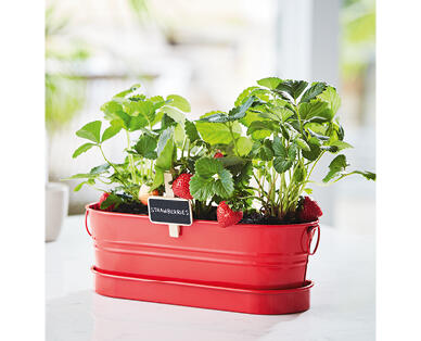 All-in One-Windowsill Garden Kit