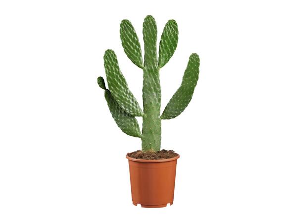 Cactus "Desert Stars"