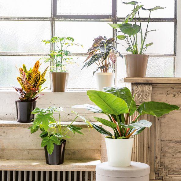 Urban jungle