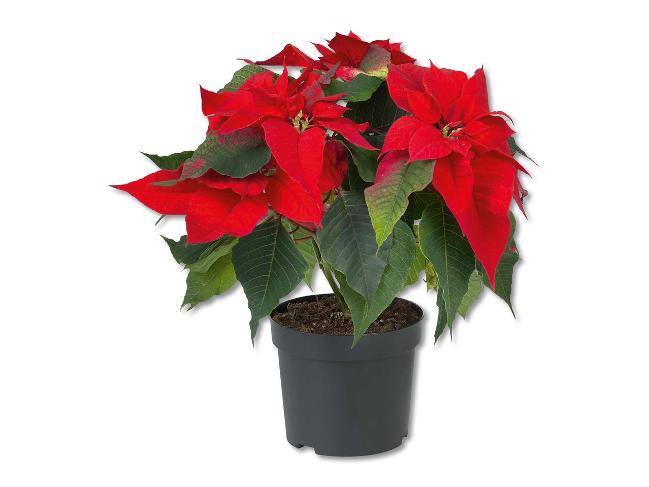 Poinsettia à plusieurs branches