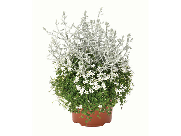Confetti Garden Longlife Duo