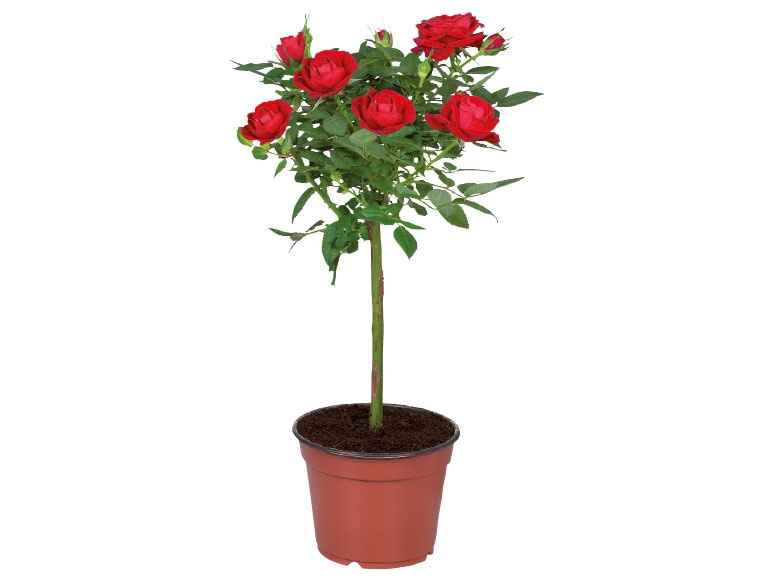 Rosen auf Stamm