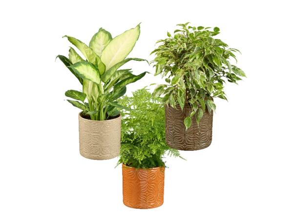 Green plants