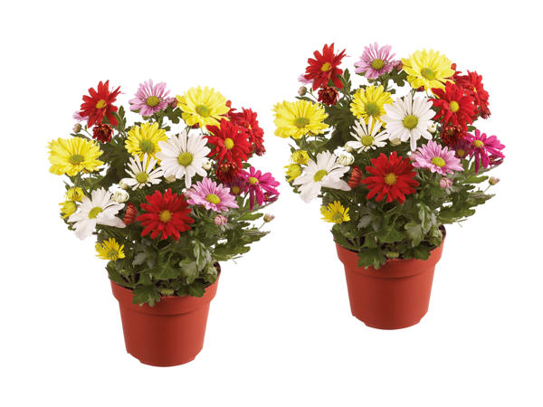 Chrysanthèmes Colour Fun