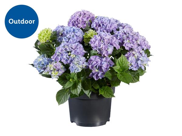 Garden Hydrangea