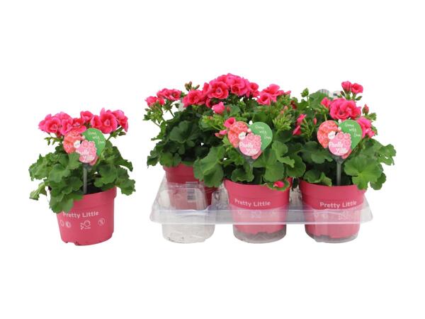 Pelargonium Pretty Little