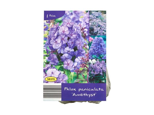 Sætteløg, vinterhårdføre stauder eller blomsterløg