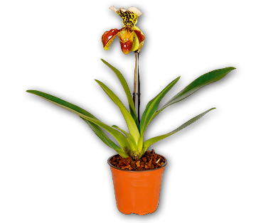 Orchidée Sabot de Vénus