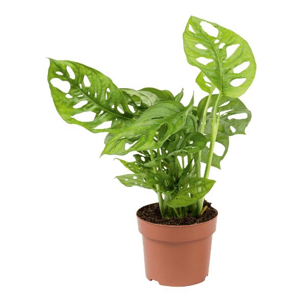 Monstera ‘Monkey Leaf'