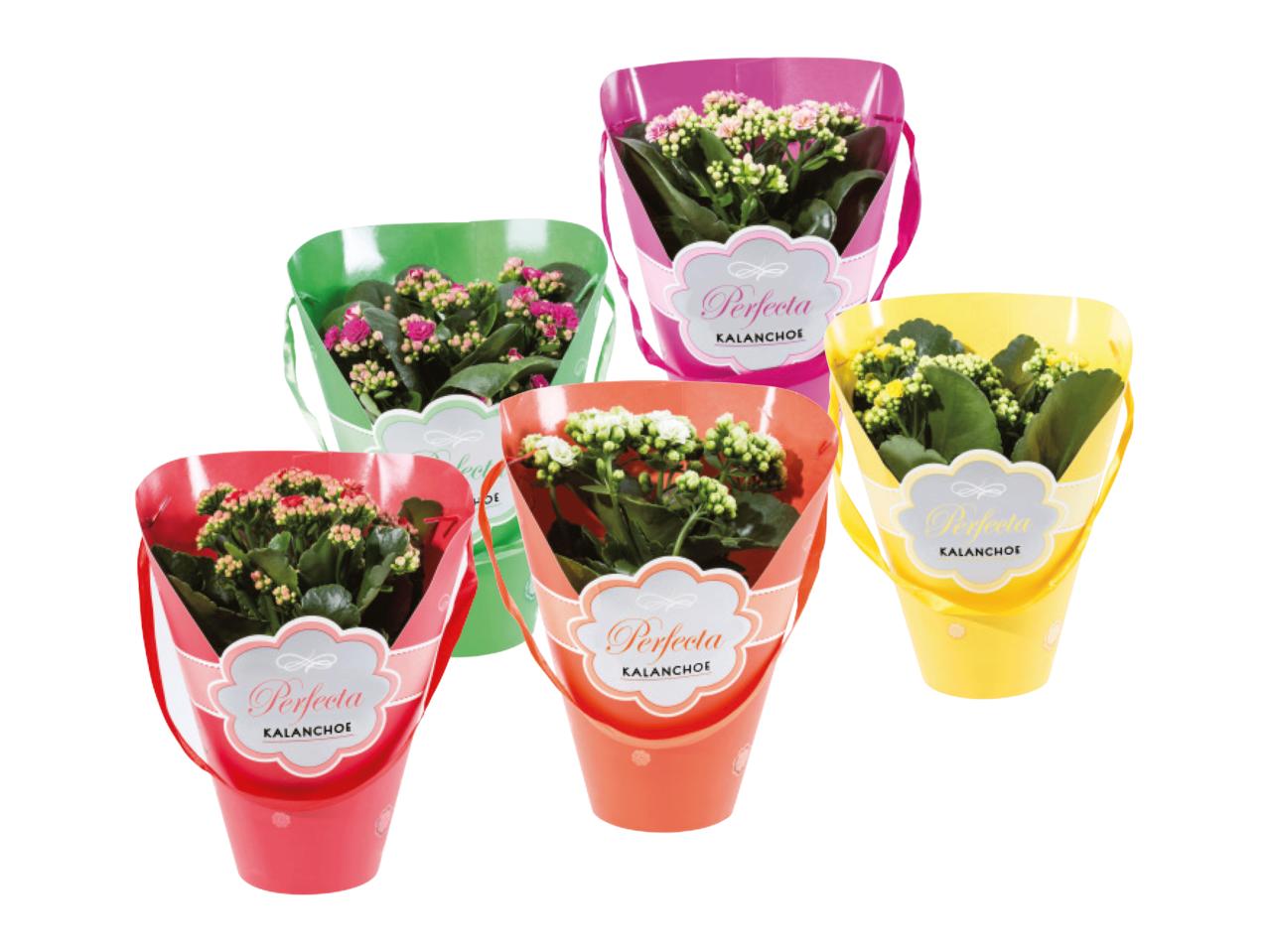 Kalanchoe in Luxury Gift Sleeve