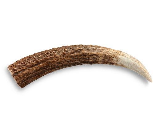 Pure Being Whole or Split Antler