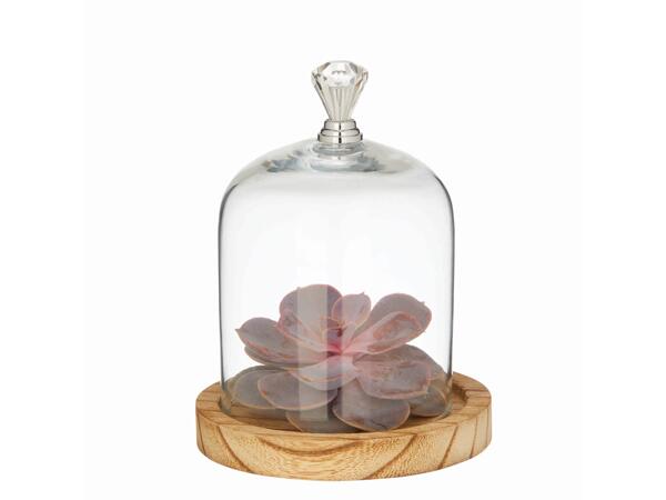 Echeveria sous une cloche en verre