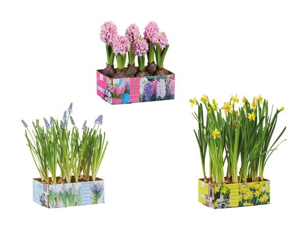 Blomstrende løgplanter i bakke