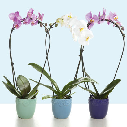 Orchidée